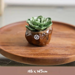 Ceramic Cactus Money Bank - Whimsical Succulent Decor for Desk, Office & Living Room, Creative Piggy Coin Holder